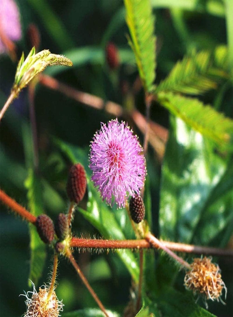 جي جوت 200 قطعة من بذور الميموزا سريعة النمو وسهلة الصيانة، صنف للمبتدئين مناسب للمبتدئين في البستنة الخارجية وزراعة بذور الزهور المعمرة - Image 3