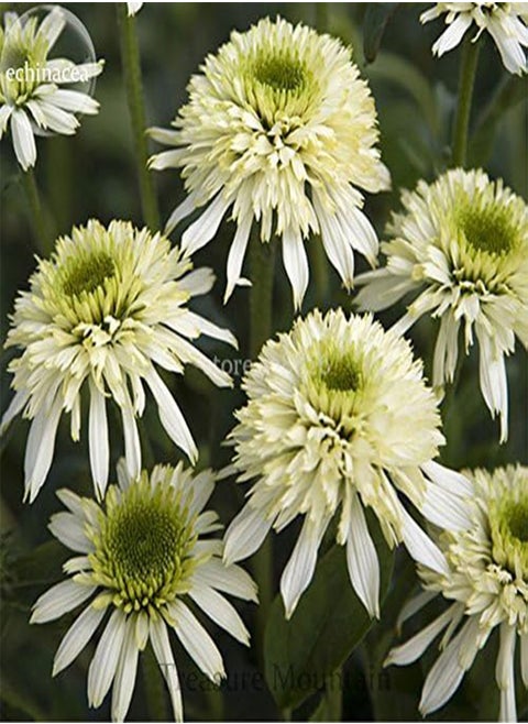 Mozzarella' Echinacea Coneflower, 100 Seeds, Two Layers of White Outer Petals Cluster of incompact White-to-Green Center Petals