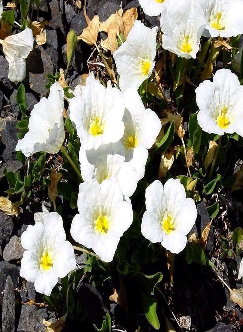 GGOOT Vsorce4u 600 x  - Seeds - White Robe - Nierembergia hippomanica - Hanging Baskets for Planting Garden Yard Patio - Image 2