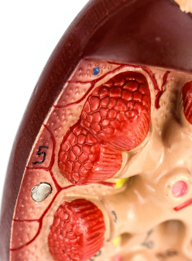 QWORK Life-Size Kidney Model, Divided into 2 Parts Showing Internal Structure A Normal Kidney Human Anatomy Replica for Doctors Office Educational Tool - Image 5