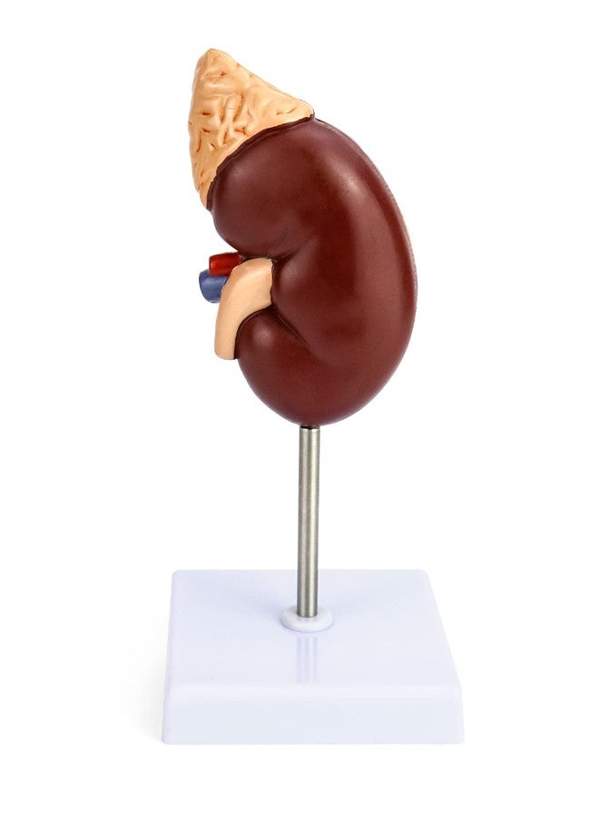 QWORK Life-Size Kidney Model, Divided into 2 Parts Showing Internal Structure A Normal Kidney Human Anatomy Replica for Doctors Office Educational Tool - Image 3