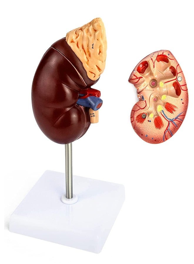 QWORK Life-Size Kidney Model, Divided into 2 Parts Showing Internal Structure A Normal Kidney Human Anatomy Replica for Doctors Office Educational Tool - Image 1