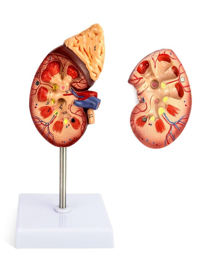 QWORK Life-Size Kidney Model, Divided into 2 Parts Showing Internal Structure A Normal Kidney Human Anatomy Replica for Doctors Office Educational Tool - Image 2