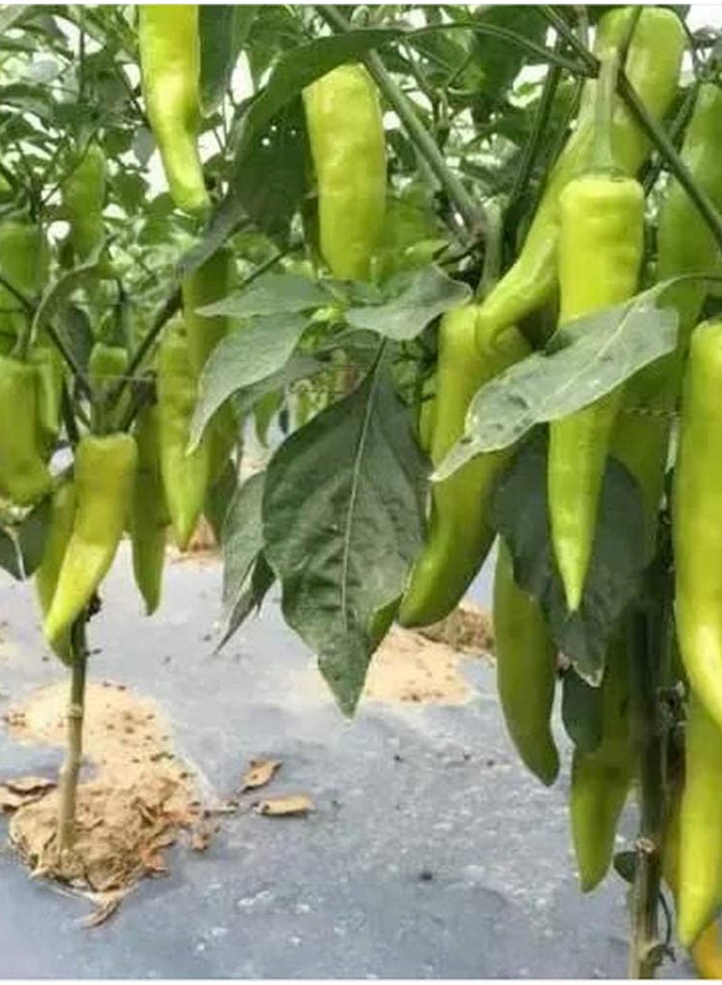 GGOOT 100pcs Pepper Seeds Flower Seeds Green Vegetable Seeds Fruit Seeds Garden Plant Seeds  - Image 2