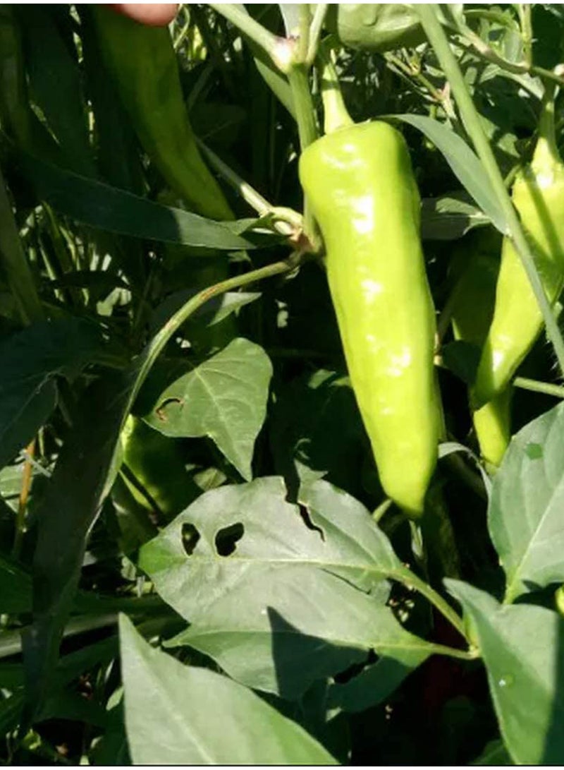 GGOOT 100pcs Pepper Seeds Flower Seeds Green Vegetable Seeds Fruit Seeds Garden Plant Seeds  - Image 3
