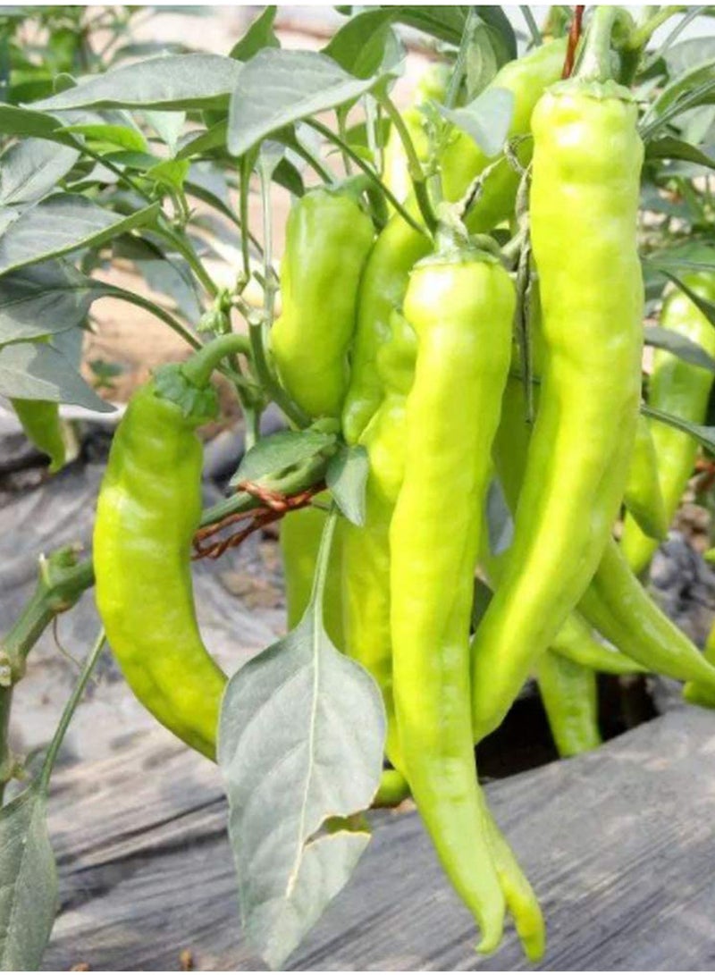 GGOOT 100pcs Pepper Seeds Flower Seeds Green Vegetable Seeds Fruit Seeds Garden Plant Seeds  - Image 1