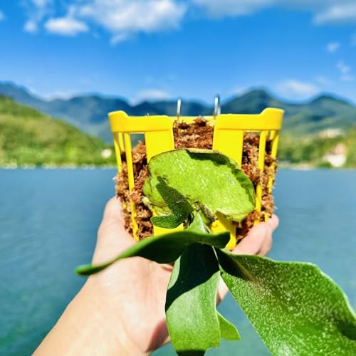 Dranvosk Staghorn Fern Mount Wall Planter Basket Vertical Orchid Hanging Planter for Indoor Outdoor Wall Plant Holder,4PCS - Image 3