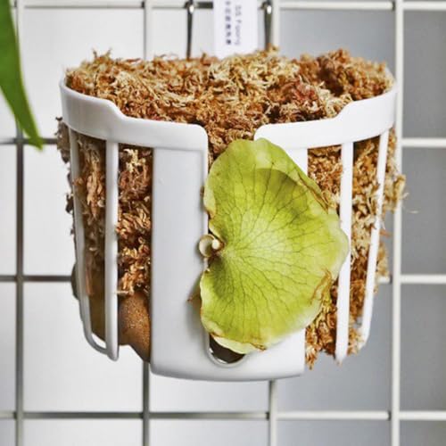 Dranvosk Staghorn Fern Mount Wall Planter Basket Vertical Orchid Hanging Planter for Indoor Outdoor Wall Plant Holder,4PCS - Image 4