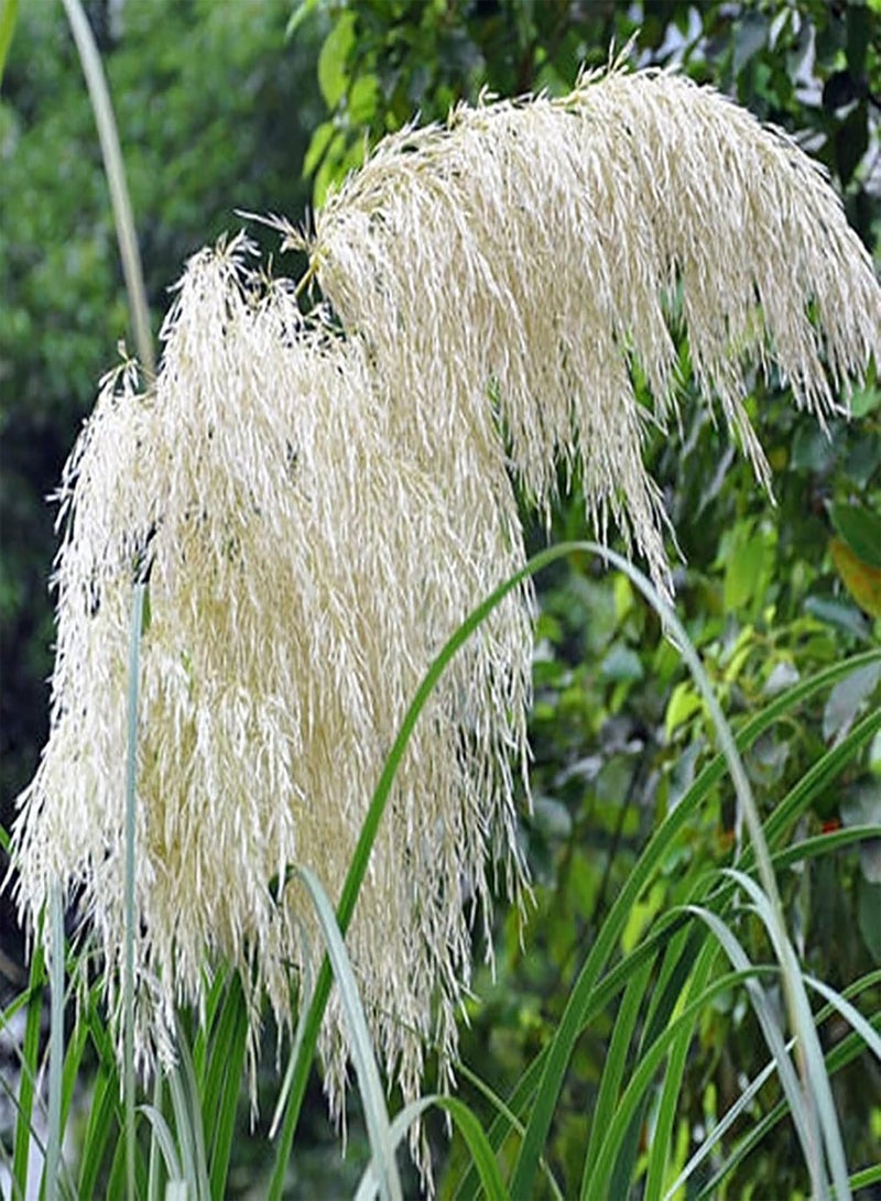 350Pcs Cold-Resistant Plant Seeds Quick Germination Multi-Color Pampas Grass Plant Ornamental Seeds for Farm Planting Garden Outdoor Yard - White Pampas Grass Seeds