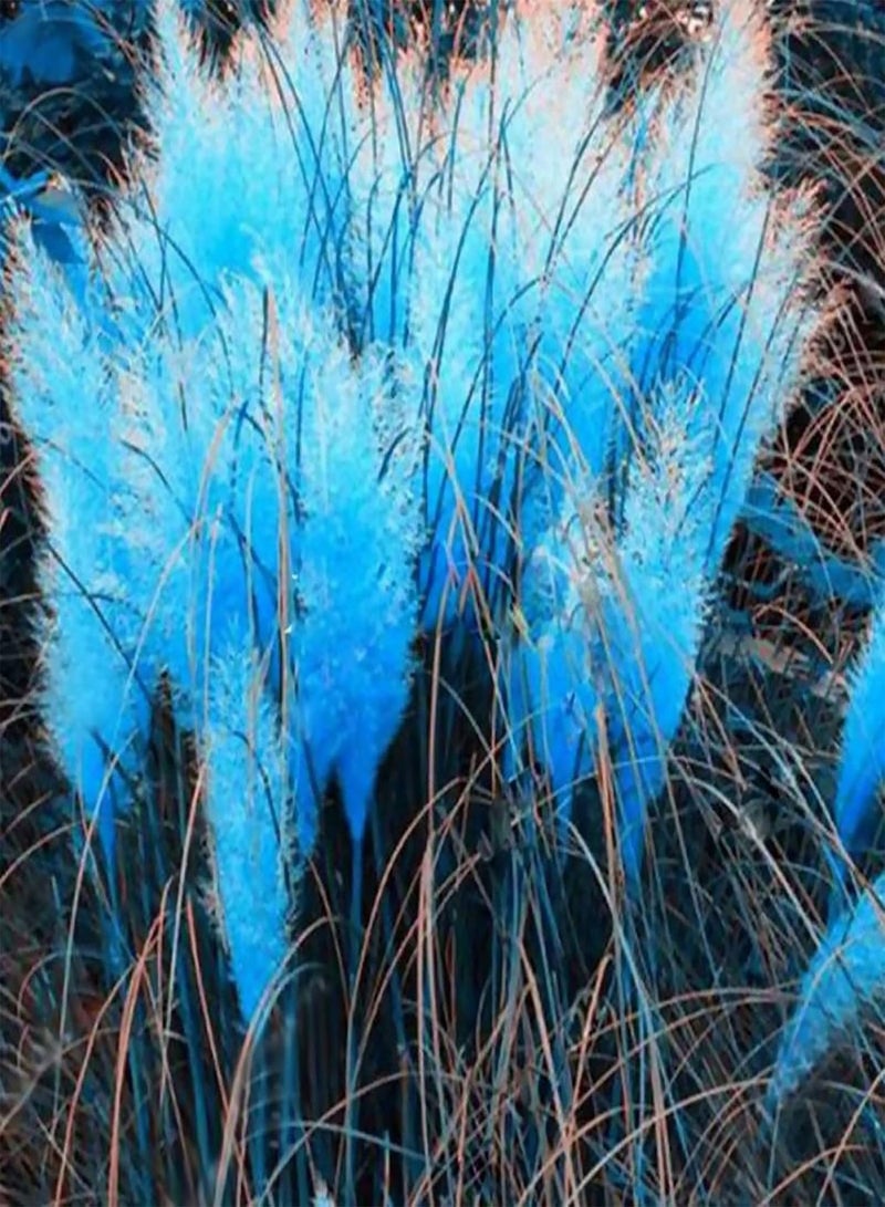 350Pcs Cold-Resistant Plant Seeds Quick Germination Multi-Color Pampas Grass Plant Ornamental Seeds for Farm Planting Garden Outdoor Yard - White Pampas Grass Seeds