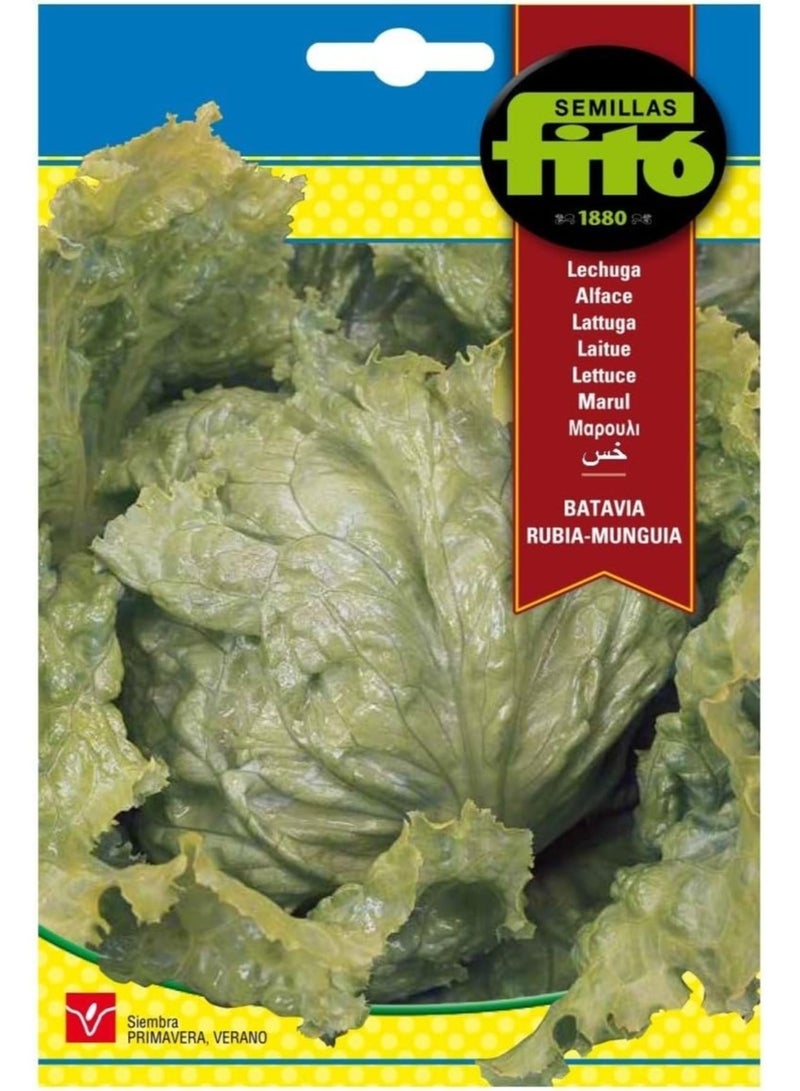 Fito Batavia Lettuce Seeds Rubia-Munguia 7g – High Germination Non-GMO Crisp Lettuce Seeds for Home Garden, Hydroponic & Outdoor Growing, Fast Growing Salad Greens Premium Vegetable Seeds - Image 1