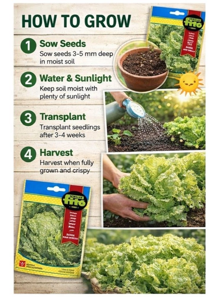 Fito Batavia Lettuce Seeds Rubia-Munguia 7g – High Germination Non-GMO Crisp Lettuce Seeds for Home Garden, Hydroponic & Outdoor Growing, Fast Growing Salad Greens Premium Vegetable Seeds - Image 3
