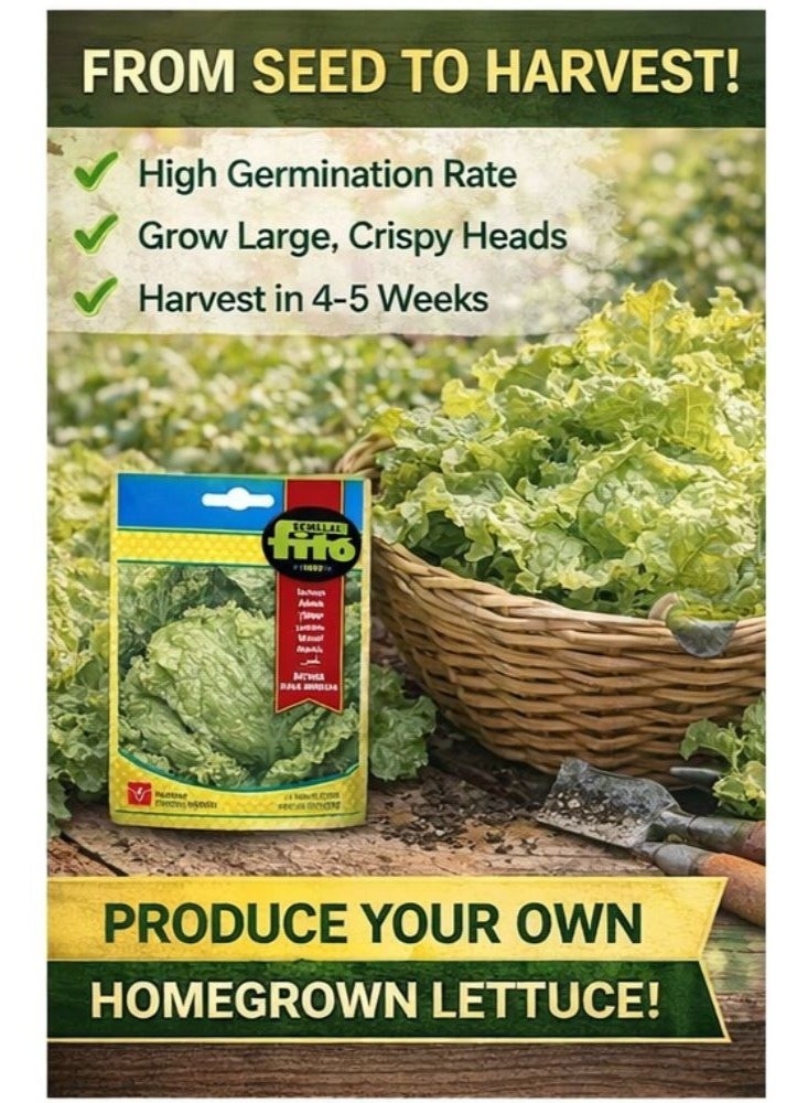 Fito Batavia Lettuce Seeds Rubia-Munguia 7g – High Germination Non-GMO Crisp Lettuce Seeds for Home Garden, Hydroponic & Outdoor Growing, Fast Growing Salad Greens Premium Vegetable Seeds - Image 5