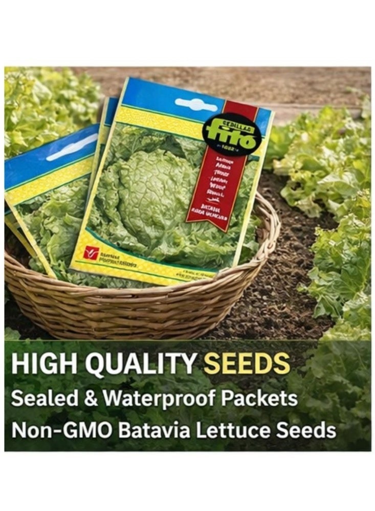 Fito Batavia Lettuce Seeds Rubia-Munguia 7g – High Germination Non-GMO Crisp Lettuce Seeds for Home Garden, Hydroponic & Outdoor Growing, Fast Growing Salad Greens Premium Vegetable Seeds - Image 4