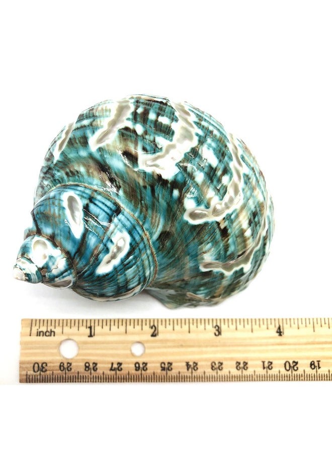 PEPPERLONELY 1 Pc Spiral Jade Turbo Sea Shell, Hermit Crab Sea Shells, 31/2 Inch ~ 4 Inch  - Image 4