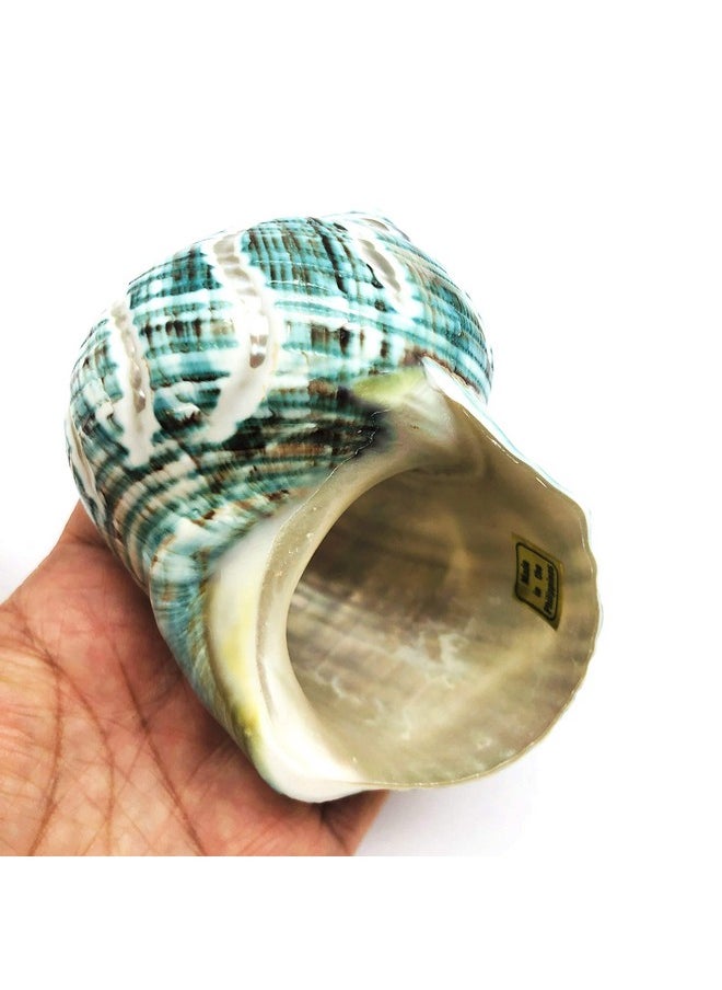 PEPPERLONELY 1 Pc Spiral Jade Turbo Sea Shell, Hermit Crab Sea Shells, 31/2 Inch ~ 4 Inch  - Image 3
