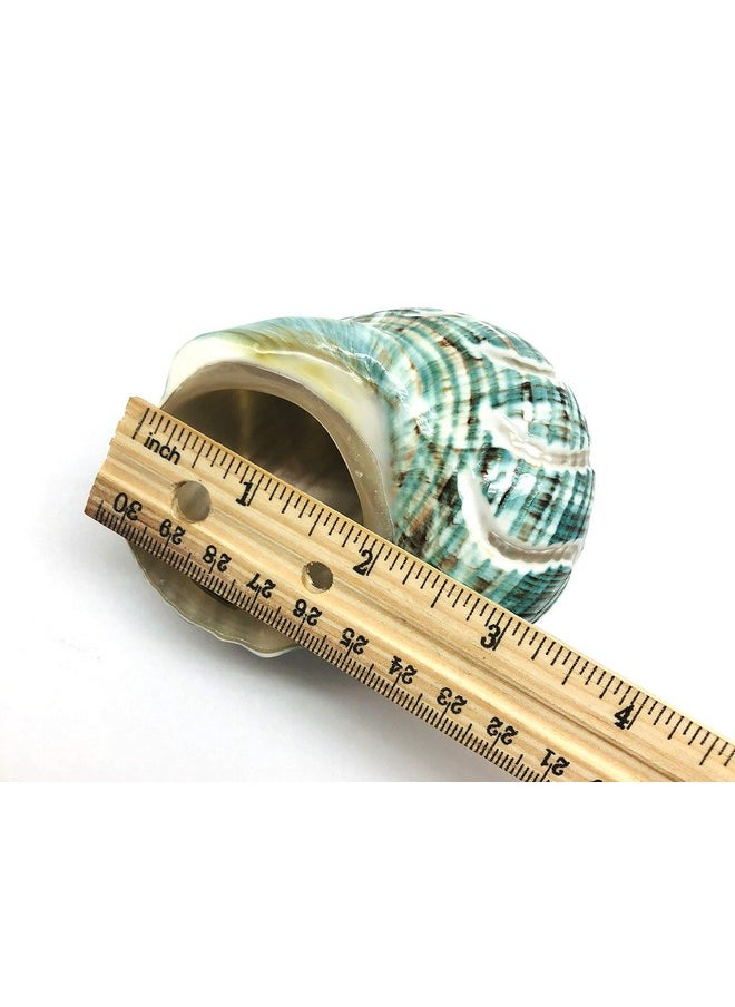 PEPPERLONELY 1 Pc Spiral Jade Turbo Sea Shell, Hermit Crab Sea Shells, 31/2 Inch ~ 4 Inch  - Image 5
