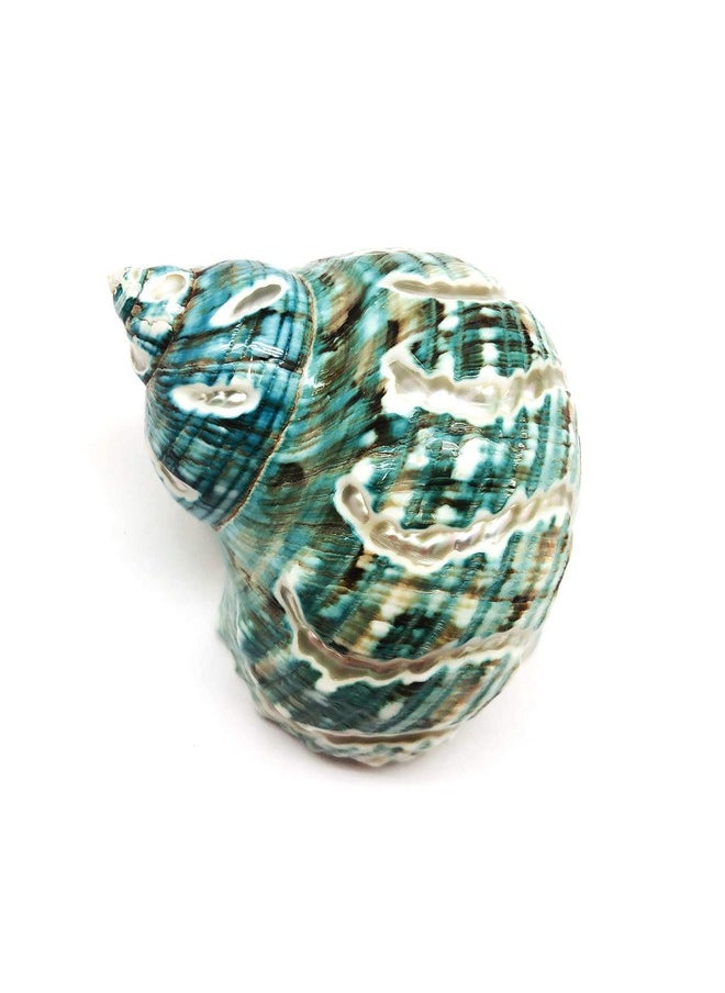 PEPPERLONELY 1 Pc Spiral Jade Turbo Sea Shell, Hermit Crab Sea Shells, 31/2 Inch ~ 4 Inch  - Image 2