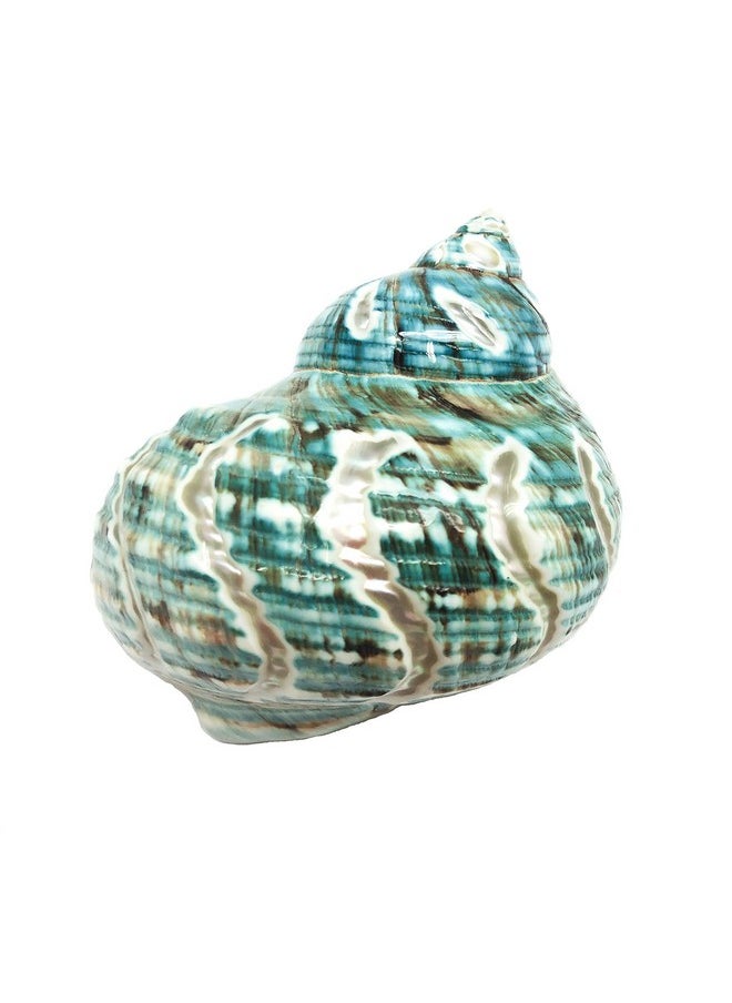 PEPPERLONELY 1 Pc Spiral Jade Turbo Sea Shell, Hermit Crab Sea Shells, 31/2 Inch ~ 4 Inch  - Image 1