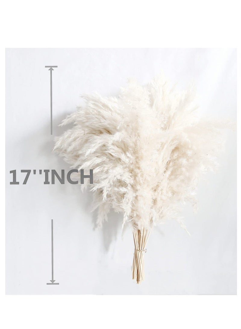 White Pampas Grass for Home Decor - Elegant Boho Decor - Premium Quality Pampas Grass Stems - Perfect for House, Nursery, Western, Wedding, Table, and Bohemian Decor (20PCS) - Image 2
