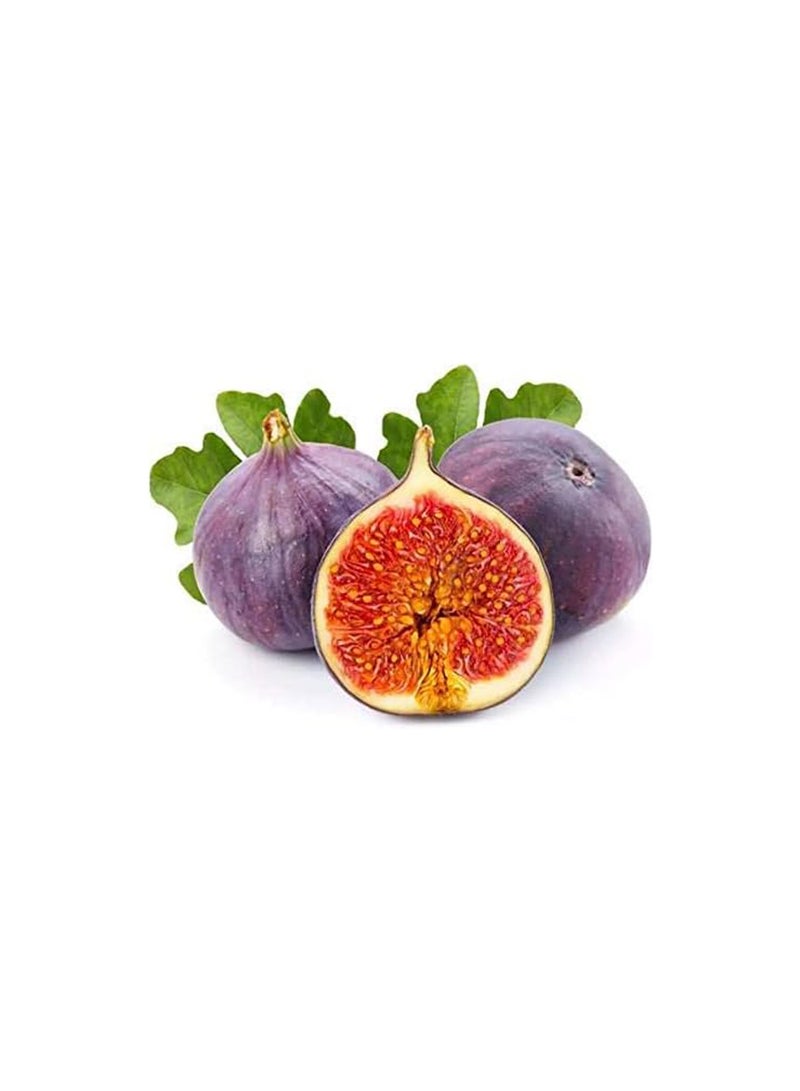 GGOOT 100pcs Fig Seeds  - Image 1
