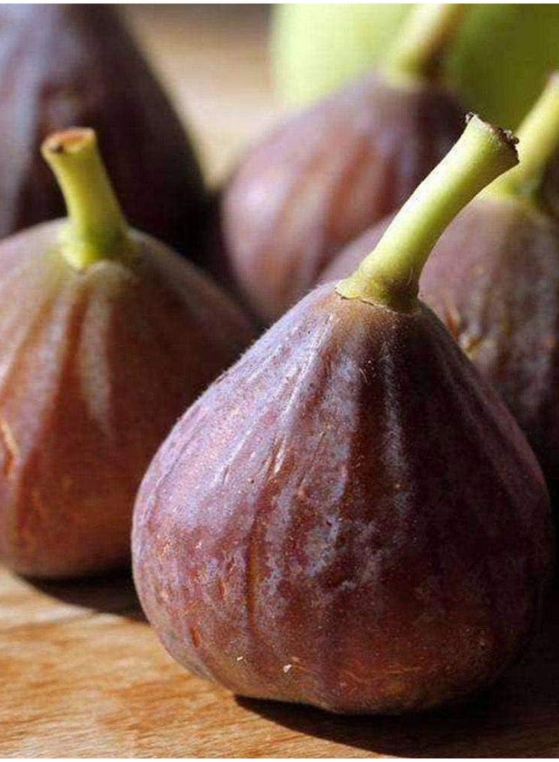GGOOT 100pcs Fig Seeds  - Image 2