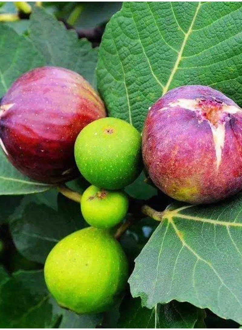 GGOOT 100pcs Fig Seeds  - Image 3