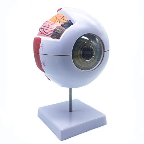 XINDAM 6X Enlarged Human Eye Anatomical Model Accurate Anatomy for Science Classroom Study Display Teaching Medical Model - Image 1