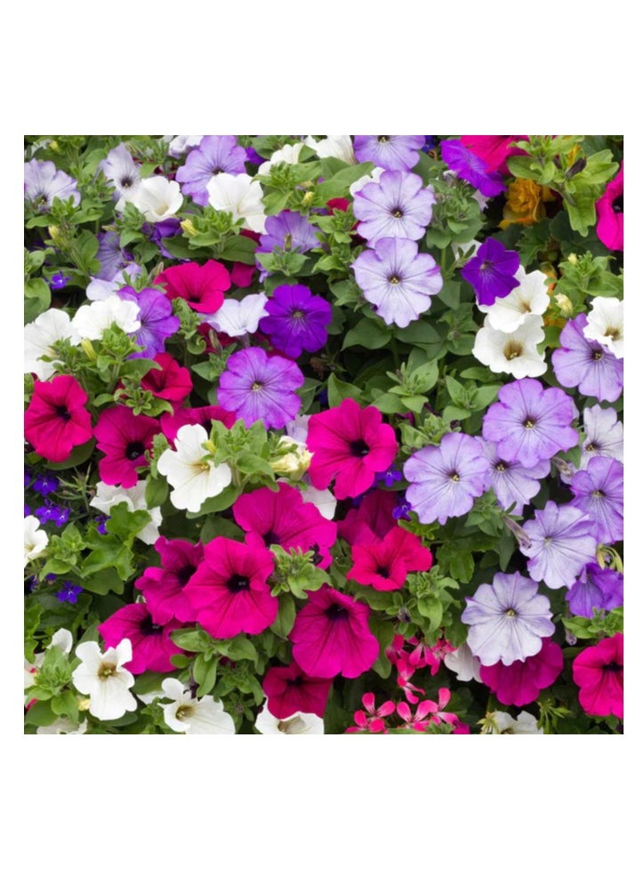 vsell24 - 10G Morning Glory/ Petunia Flower Seeds For Planting NON GMO Flower Seeds With 98% Cleanness, 95% Purity, 85% Germination Rate 3Pack - Image 1
