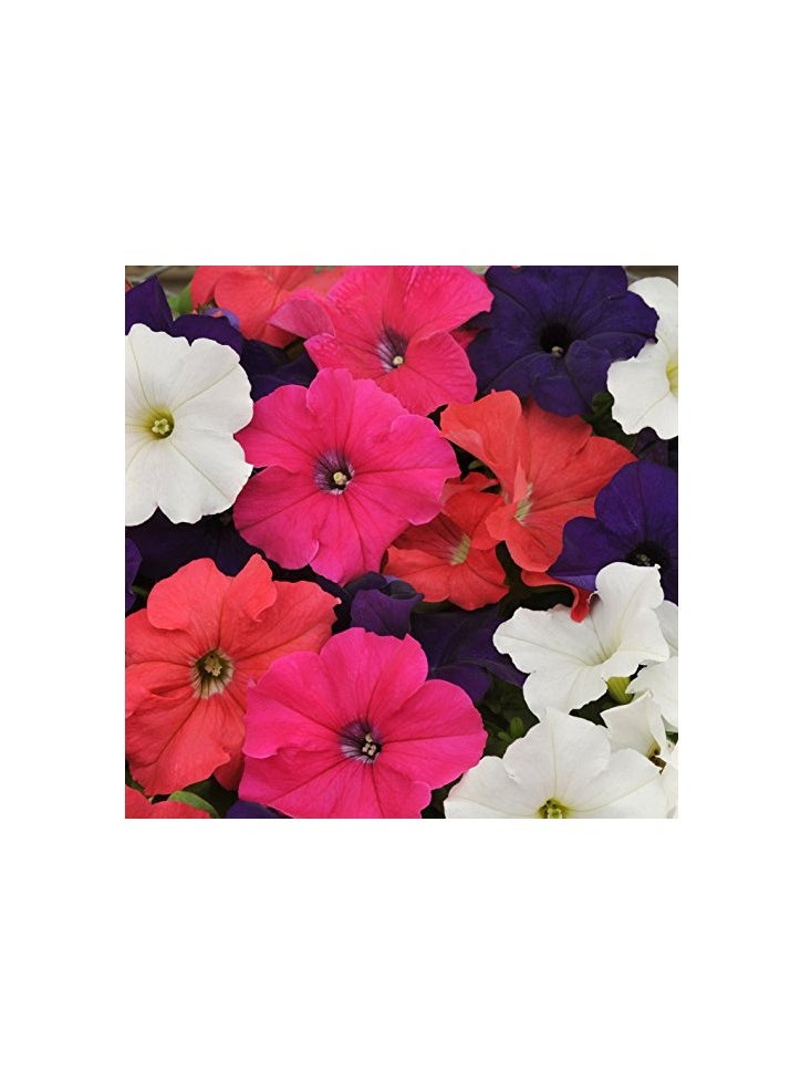vsell24 - 10G Morning Glory/ Petunia Flower Seeds For Planting NON GMO Flower Seeds With 98% Cleanness, 95% Purity, 85% Germination Rate 3Pack - Image 1