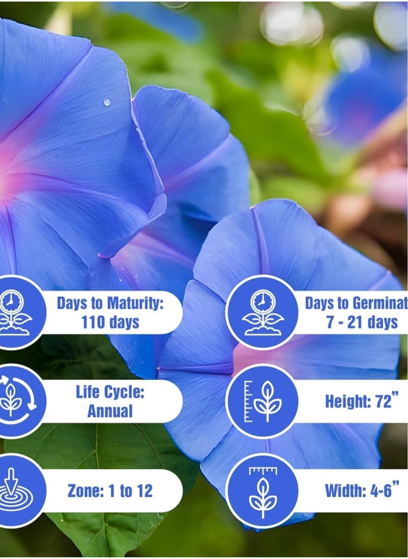 vsell24 - 10G Morning Glory/ Petunia Flower Seeds For Planting NON GMO Flower Seeds With 98% Cleanness, 95% Purity, 85% Germination Rate 3Pack - Image 1