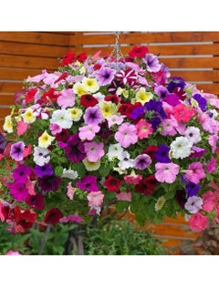 10G Morning Glory/ Petunia Flower Seeds For Planting NON GMO Flower Seeds With 98% Cleanness, 95% Purity, 85% Germination Rate 3Pack