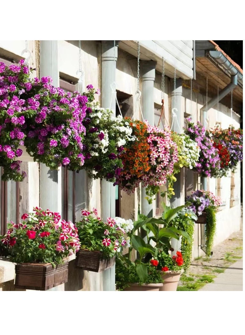 vsell24 - 10G Morning Glory/ Petunia Flower Seeds For Planting NON GMO Flower Seeds With 98% Cleanness, 95% Purity, 85% Germination Rate 3Pack - Image 1