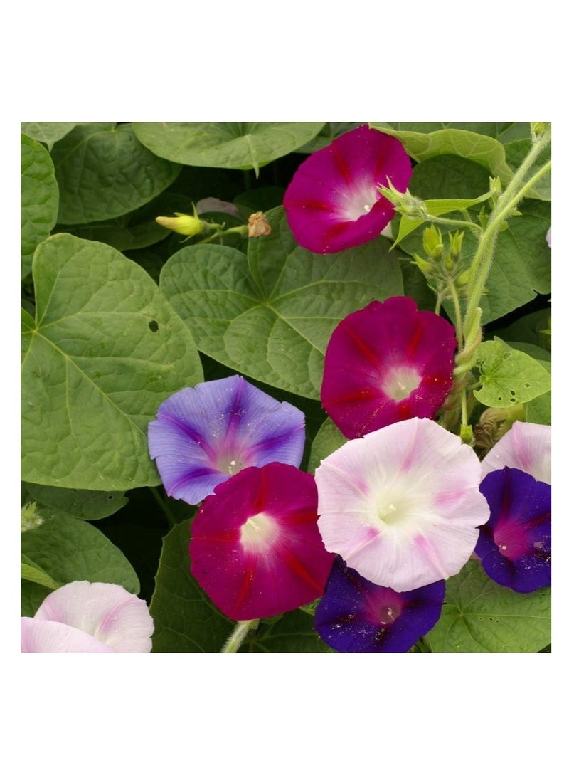 vsell24 - 10G Morning Glory/ Petunia Flower Seeds For Planting NON GMO Flower Seeds With 98% Cleanness, 95% Purity, 85% Germination Rate 3Pack - Image 1