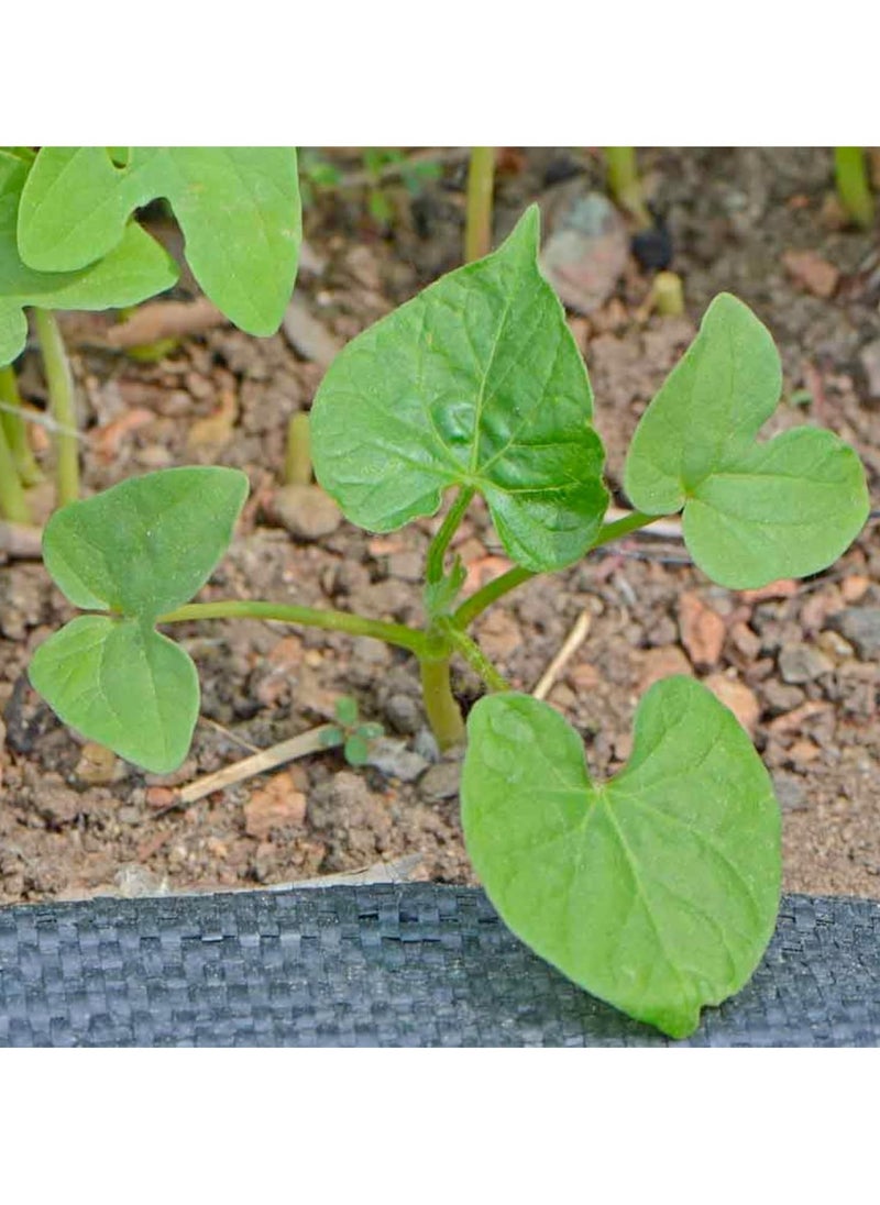vsell24 - 10G Morning Glory/ Petunia Flower Seeds For Planting NON GMO Flower Seeds With 98% Cleanness, 95% Purity, 85% Germination Rate 3Pack - Image 1