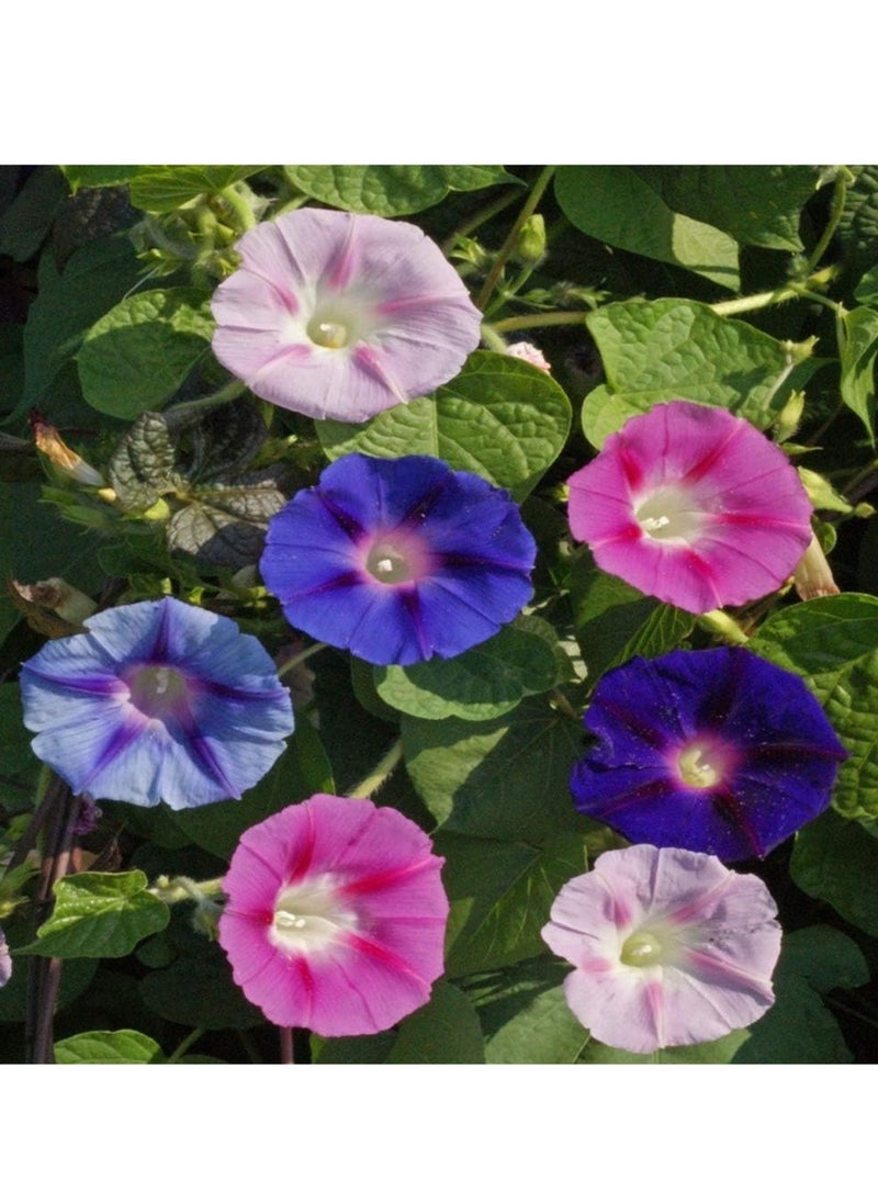 vsell24 - 10G Morning Glory/ Petunia Flower Seeds For Planting NON GMO Flower Seeds With 98% Cleanness, 95% Purity, 85% Germination Rate 3Pack - Image 1
