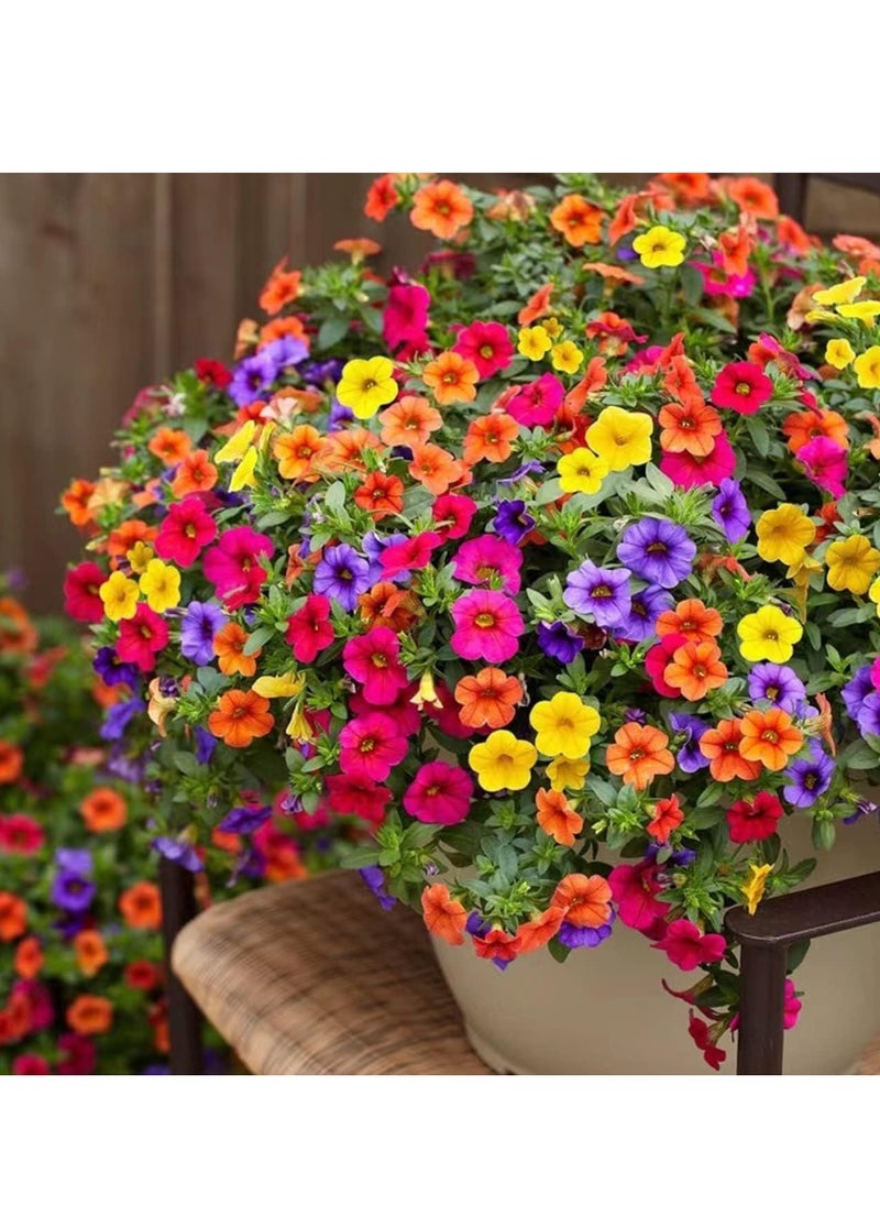 vsell24 - 10G Morning Glory/ Petunia Flower Seeds For Planting NON GMO Flower Seeds With 98% Cleanness, 95% Purity, 85% Germination Rate 3Pack - Image 1