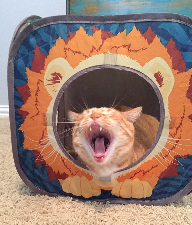 Kitty City Safari Jungle Cat Play Set, Collapsible Pop-Up Cat Toys Combo with Cube, Tunnel & Hideout, Interactive Indoor Cat Playhouse for Exercise, Hiding & Lounging - Image 2