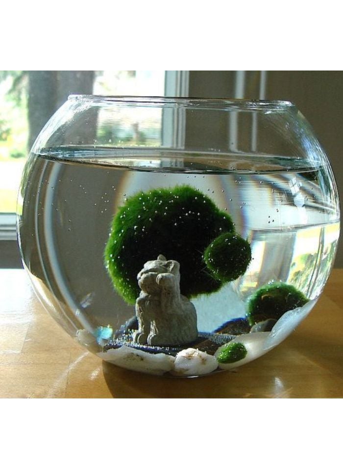 vsell24 Crystal Clear Round Glass Fish Bowl – [16 inches] | Elegant Aquarium Vase for Betta Fish, Plants, Terrariums & Home Decor - Image 4