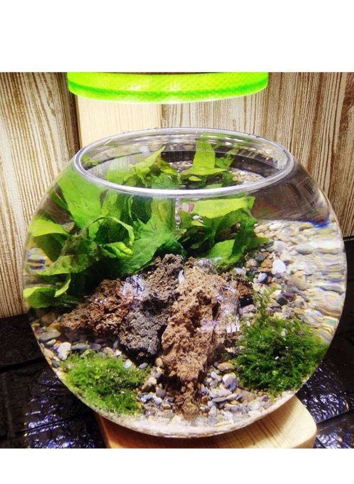 vsell24 Crystal Clear Round Glass Fish Bowl – [16 inches] | Elegant Aquarium Vase for Betta Fish, Plants, Terrariums & Home Decor - Image 5