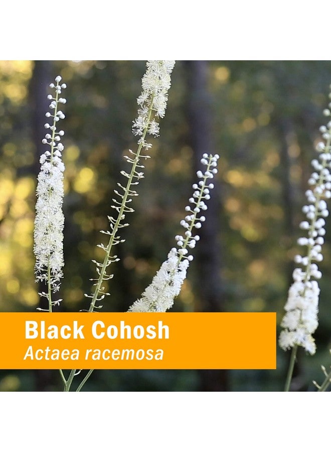 HERB PHARM Phytoestrogen Balance Liquid Herbal Formula For Female Reproductive System Support 1 Ounce - Image 3