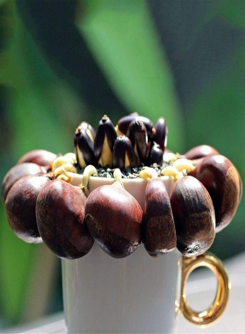 GGOOT Green Garden Flower Plants-2Pcs Seeds Chinese Chestnut Edible Fruit Tree Castanea Mollissima Garden Plant - Chinese Chestnut Seeds - Image 5