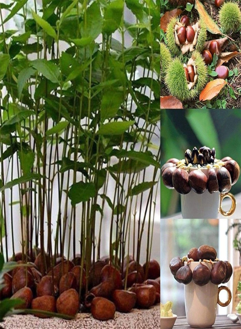 GGOOT Green Garden Flower Plants-2Pcs Seeds Chinese Chestnut Edible Fruit Tree Castanea Mollissima Garden Plant - Chinese Chestnut Seeds - Image 2