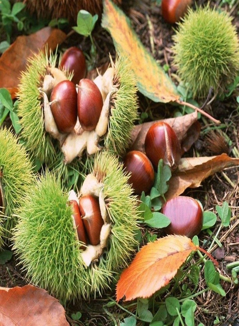 GGOOT Green Garden Flower Plants-2Pcs Seeds Chinese Chestnut Edible Fruit Tree Castanea Mollissima Garden Plant - Chinese Chestnut Seeds - Image 3