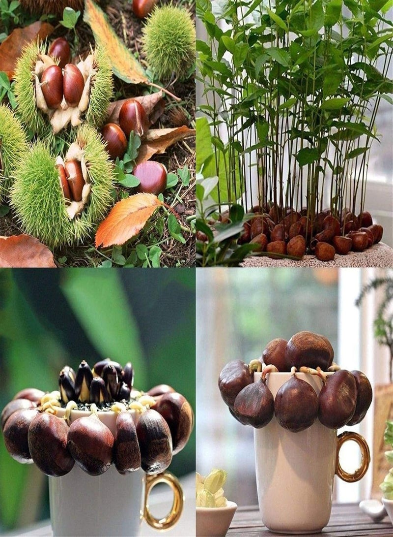GGOOT Green Garden Flower Plants-2Pcs Seeds Chinese Chestnut Edible Fruit Tree Castanea Mollissima Garden Plant - Chinese Chestnut Seeds - Image 1