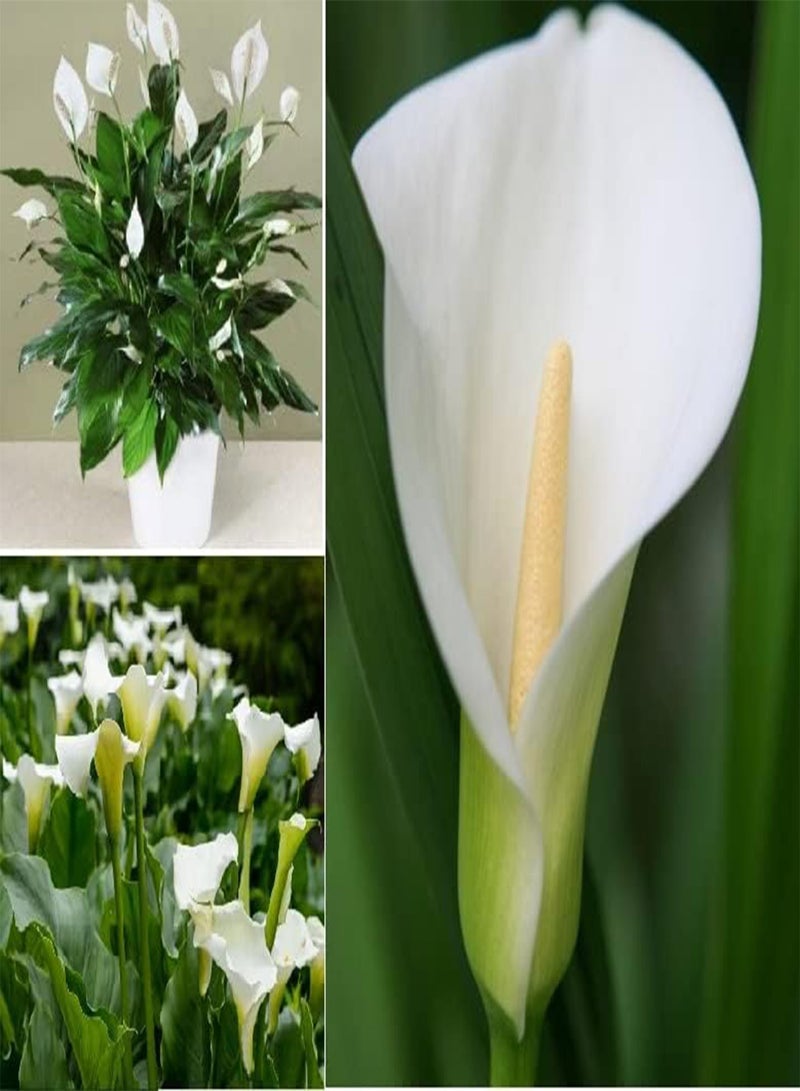 GGOOT Calla Lily Peace Lily 20+ Seeds Lily of The Nile - Image 1