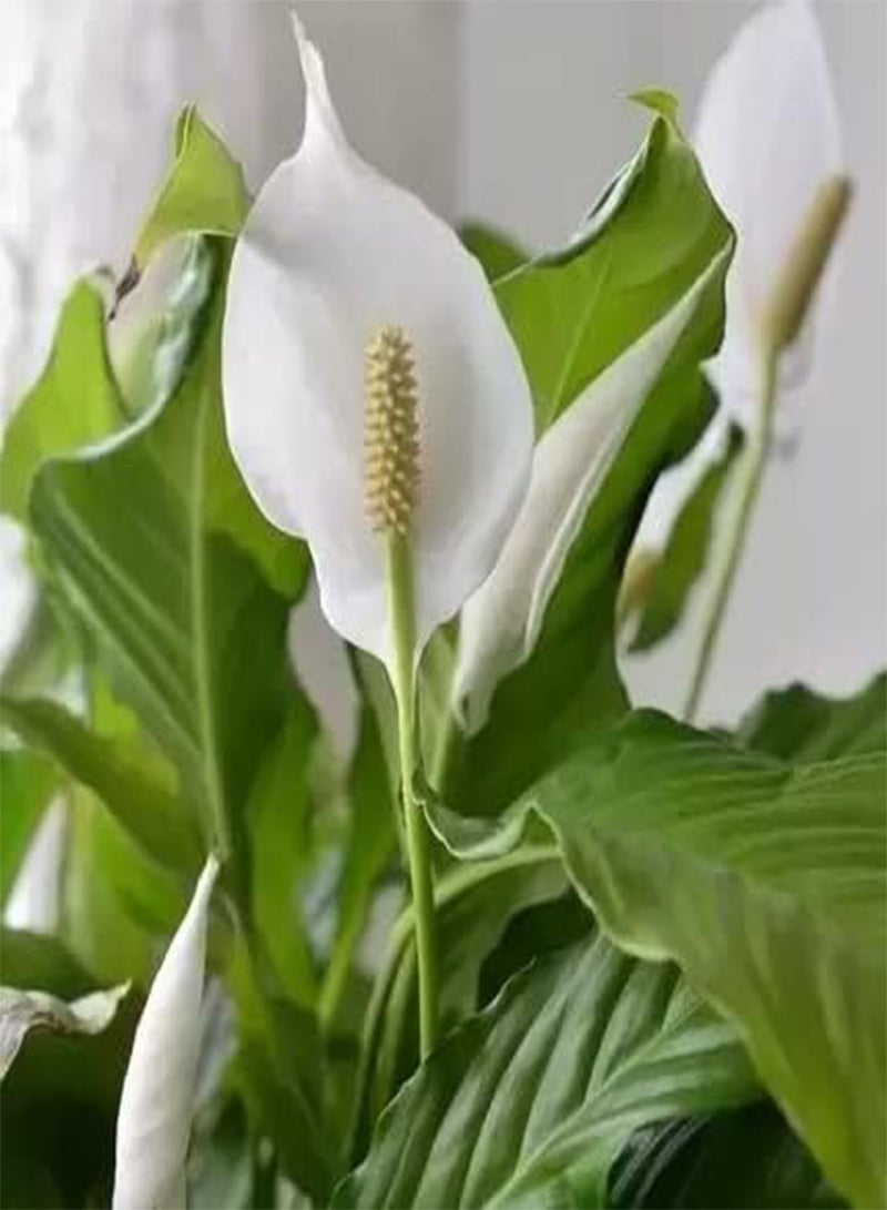 GGOOT Calla Lily Peace Lily 20+ Seeds Lily of The Nile - Image 2