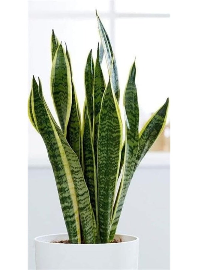 Snake Plant (Sansevieria) in Black Pot, Indoor Houseplant, Yellow-Edged Green Leaves - Image 3