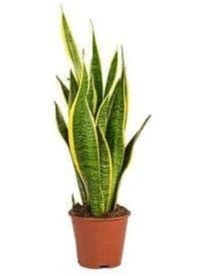 Snake Plant (Sansevieria) in Black Pot, Indoor Houseplant, Yellow-Edged Green Leaves - Image 2