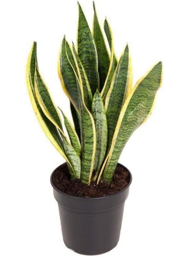 Snake Plant (Sansevieria) in Black Pot, Indoor Houseplant, Yellow-Edged Green Leaves - Image 1